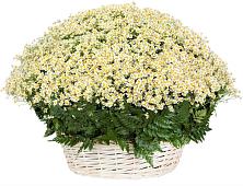 Цветочная композиция из Ромашки в корзине #REPLACE_PRED# Рощино Челябинская область
